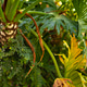 Philodendron plant Philodendron plant - PhotoDune Item for Sale