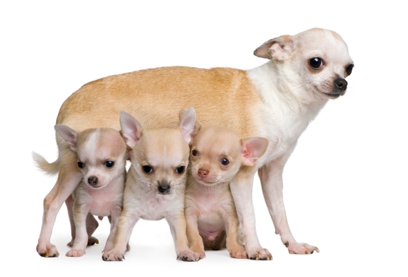 Chihuahua mother and her puppies, weeks old, in front of white