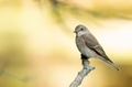 Close-up of a spotted flycatcher or Muscicapa striata perched on a branch Close-up of a spotted flycatcher or Muscicapa striata perched on a branch - PhotoDune Item for Sale