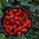 Fresh red ripe strawberries in bowl on the garden bed. Summer harvesting of berries in the garden. Fresh red ripe strawberries in bowl on the garden bed. Summer harvesting of berries in the garden. - PhotoDune Item for Sale