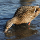 Closeup female mallard duck swim in a lake and looking for food on the shore Closeup female mallard duck swim in a lake and looking for food on the shore - PhotoDune Item for Sale