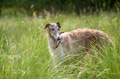 playful borzoi playful borzoi - PhotoDune Item for Sale