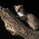 Stone marten on tree trunk Stone marten on tree trunk - PhotoDune Item for Sale