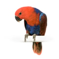 female Eclectus Parrot - Eclectus roratus female Eclectus Parrot - Eclectus roratus - PhotoDune Item for Sale