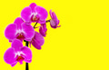 Purple Orchids on yellow paper background. Top view, blank space Purple Orchids on yellow paper background. Top view, blank space - PhotoDune Item for Sale