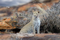Leopard in National park of Kenya, Africa Leopard in National park of Kenya, Africa - PhotoDune Item for Sale
