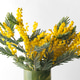 Close-up of Fresh Mimosa Bouquet in Green Glass Vase Close-up of Fresh Mimosa Bouquet in Green Glass Vase - PhotoDune Item for Sale