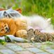 Happy golden spitz feeding puppies Happy golden spitz feeding puppies - PhotoDune Item for Sale