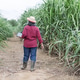 Elderly farmer inspecting tall sugarcane plants in a field, wearing boots and a hat Elderly farmer inspecting tall sugarcane plants in a field, wearing boots and a hat - PhotoDune Item for Sale