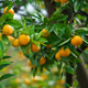 a tangerine tree branch heavy with ripe orange fruits. a tangerine tree branch heavy with ripe orange fruits. - PhotoDune Item for Sale