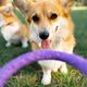 a close-up of red corgi muzzle looking camera in teeth purple circle toy green sunny park walking a close-up of red corgi muzzle looking camera in teeth purple circle toy green sunny park walking - PhotoDune Item for Sale