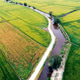 Paddy Field Paddy Field - PhotoDune Item for Sale