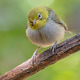 A Silvereye in Western Australia A Silvereye in Western Australia - PhotoDune Item for Sale