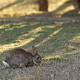 Wild Rabbit Resting Peacefully on Mossy Ground in Soft Natural Light Outdoors. Wild Rabbit Resting Peacefully on Mossy Ground in Soft Natural Light Outdoors. - PhotoDune Item for Sale