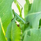 a green grasshopper sitting on young green leaves, grass. Side view of an insect. Mimicry in nature a green grasshopper sitting on young green leaves, grass. Side view of an insect. Mimicry in nature - PhotoDune Item for Sale