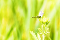 Close up of beautiful blue butterfly plebejus argus in natural habitat Close up of beautiful blue butterfly plebejus argus in natural habitat - PhotoDune Item for Sale