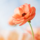 Single Orange Ranunculus flower Single Orange Ranunculus flower - PhotoDune Item for Sale