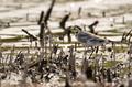 Close-up of white wagtail or Motacilla alba Close-up of white wagtail or Motacilla alba - PhotoDune Item for Sale
