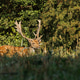 A European fallow deer bull (Dama dama) amongst tall grass A European fallow deer bull (Dama dama) amongst tall grass - PhotoDune Item for Sale