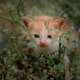 kitten on the grass kitten on the grass - PhotoDune Item for Sale