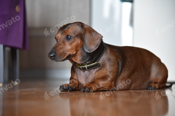 Cute Brown Dachshund Brown Dog Red Short Hair Dog Nice
