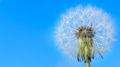 Dandelion white globular head of seeds on the blue sky backgroun Dandelion white globular head of seeds on the blue sky backgroun - PhotoDune Item for Sale