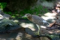 Juvenile Black-crowned Night Heron (Nycticorax nycticorax). Juvenile Black-crowned Night Heron (Nycticorax nycticorax). - PhotoDune Item for Sale