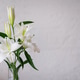 White lily in a vase against a white textured wall. White lily in a vase against a white textured wall. - PhotoDune Item for Sale