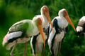 The painted stork (Mycteria leucocephala) is a large wader in the stork family. The painted stork (Mycteria leucocephala) is a large wader in the stork family. - PhotoDune Item for Sale