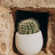 cactus in a pot in the city wall cactus in a pot in the city wall - PhotoDune Item for Sale