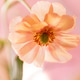 A Close Up Photo of an Orange Ranunculus Flower A Close Up Photo of an Orange Ranunculus Flower - PhotoDune Item for Sale