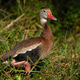 Black-bellied Whistling Duck Walking Along the Edge of a Lake Black-bellied Whistling Duck Walking Along the Edge of a Lake - PhotoDune Item for Sale