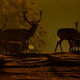 A herd of European fallow deers (Dama dama) in the pasture at dawn. A herd of European fallow deers (Dama dama) in the pasture at dawn. - PhotoDune Item for Sale