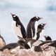 Antarctic Penguins Antarctic Penguins - PhotoDune Item for Sale