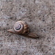 Cute tiny snail with shell on the path Cute tiny snail with shell on the path - PhotoDune Item for Sale