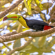 Keel billed toucan on branch in tree Keel billed toucan on branch in tree - PhotoDune Item for Sale