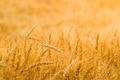Spikes of ripe rye on a summer evening Spikes of ripe rye on a summer evening - PhotoDune Item for Sale