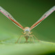 derbidae derbidae - PhotoDune Item for Sale