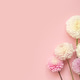 Elegant white and pink dahlias on soft pastel pink background Elegant white and pink dahlias on soft pastel pink background - PhotoDune Item for Sale