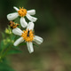 Bidens alba The roadside is blooming beautifully Bidens alba The roadside is blooming beautifully - PhotoDune Item for Sale