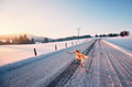 Dog on the winter road Dog on the winter road - PhotoDune Item for Sale