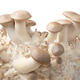 Eryngi mushrooms growing on substrate close up Eryngi mushrooms growing on substrate close up - PhotoDune Item for Sale