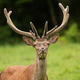 Intimate summer portrait of a red deer stag on a meadow. Intimate summer portrait of a red deer stag on a meadow. - PhotoDune Item for Sale