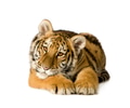 Tiger cub (5 months) Tiger cub (5 months) - PhotoDune Item for Sale