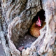 Hen peering out from a natural tree trunk hollow in a rural farm setting. Hen peering out from a natural tree trunk hollow in a rural farm setting. - PhotoDune Item for Sale
