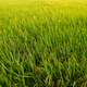 Paddy field Paddy field - PhotoDune Item for Sale