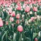 Blooming tulips. Blooming tulips. - PhotoDune Item for Sale