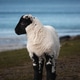 Baby Sheep at the Beach Baby Sheep at the Beach - PhotoDune Item for Sale