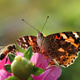 Pollinators at work Pollinators at work - PhotoDune Item for Sale