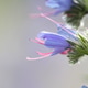 Blu flower closeup Blu flower closeup - PhotoDune Item for Sale